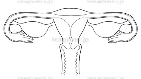 女性人体|女性生殖器の構造